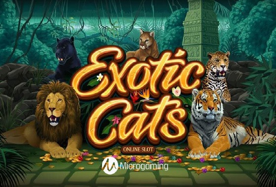 Exotic Cats