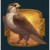 Book atem hawk