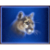 Cougar