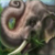 Orient elephant