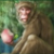 Orient monkey