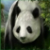 Orient panda