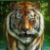Orient tiger