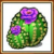 Texas cactus