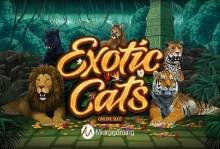 Exotic Cats Online Slot